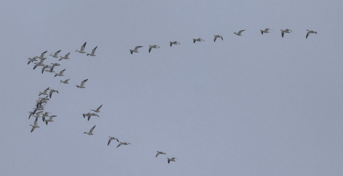 Oie des neiges - ML646536478