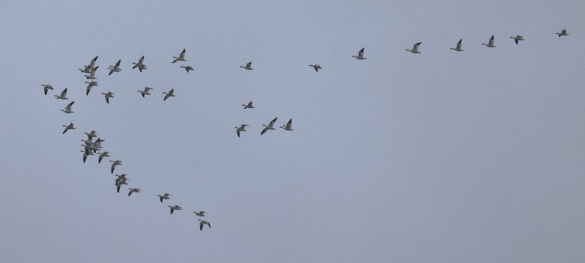 Oie des neiges - ML646536480