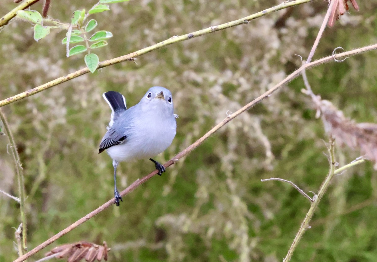 Blue-gray Gnatcatcher - ML646536482