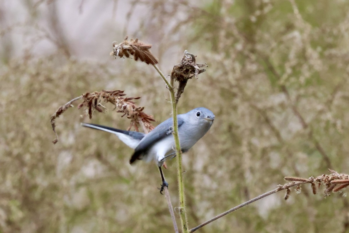 Blue-gray Gnatcatcher - ML646536483