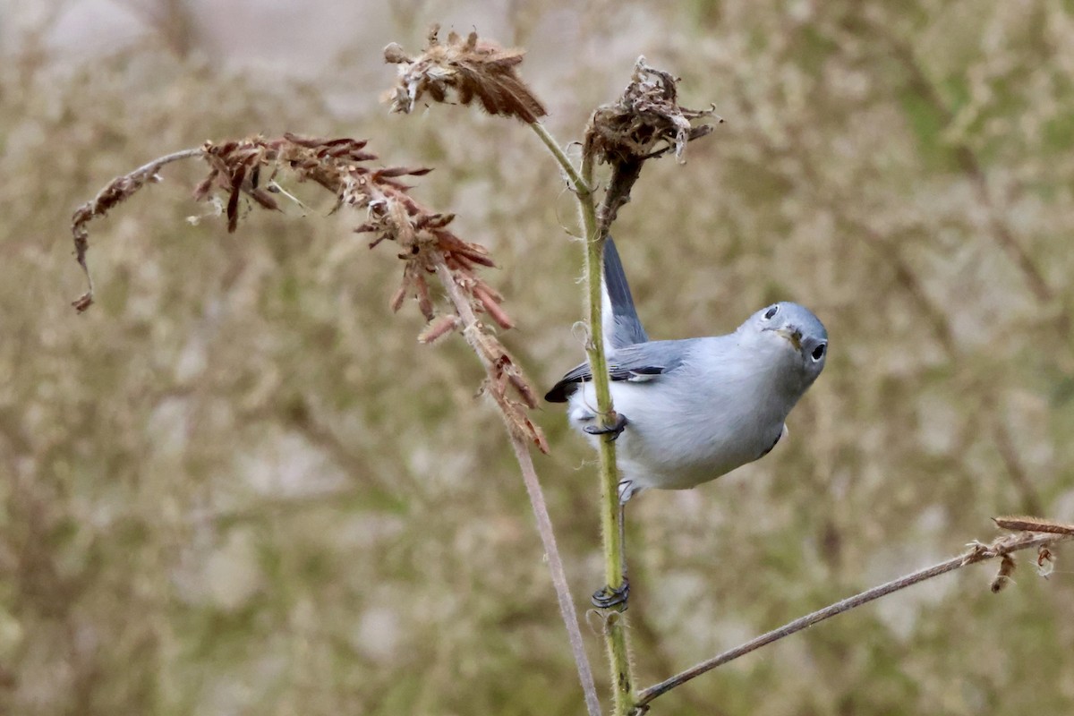 Blue-gray Gnatcatcher - ML646536484