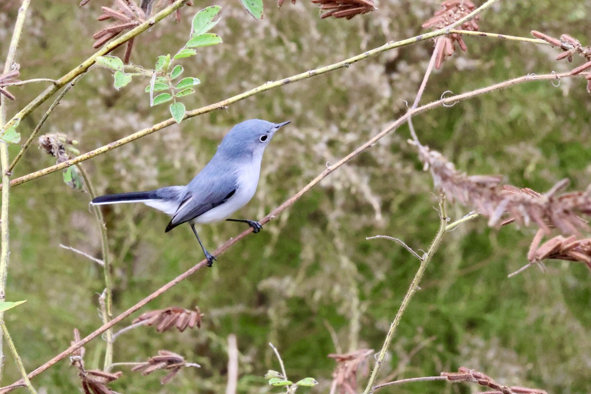 Blue-gray Gnatcatcher - ML646536485
