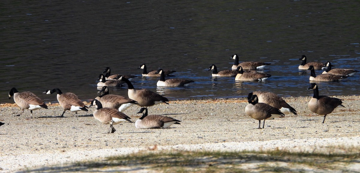 berneška velká - ML646536486