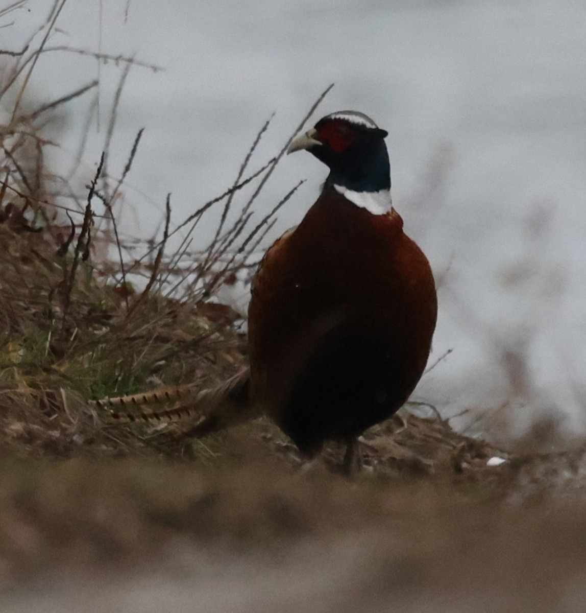 Faisan de Colchide - ML646536487