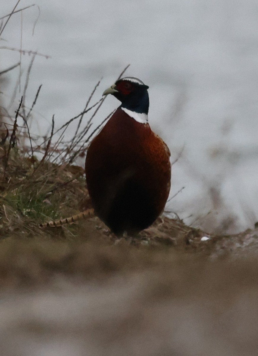 Faisan de Colchide - ML646536488