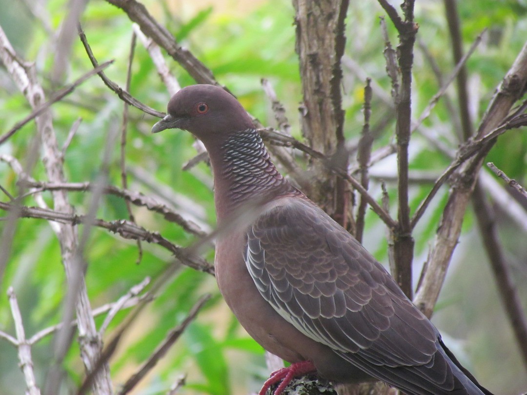 Pikazuro Güvercini - ML646536489