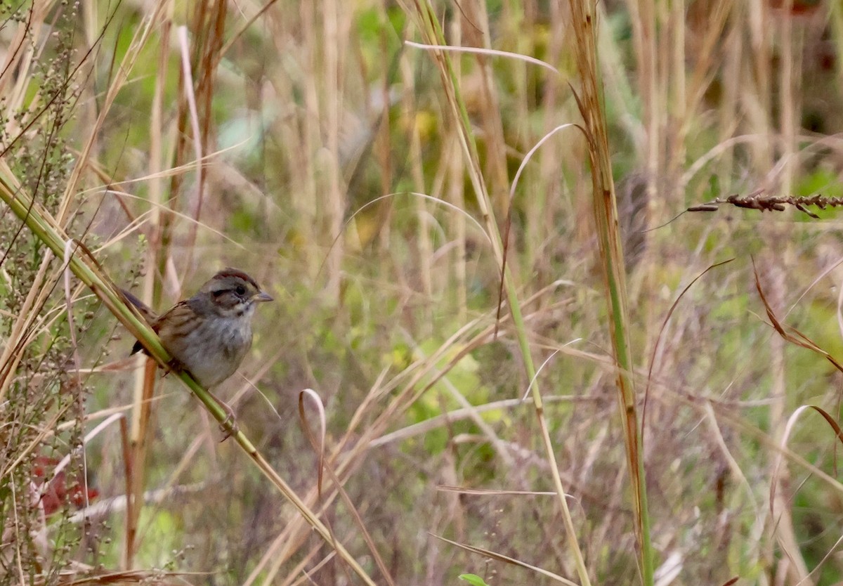 Swamp Sparrow - ML646536492