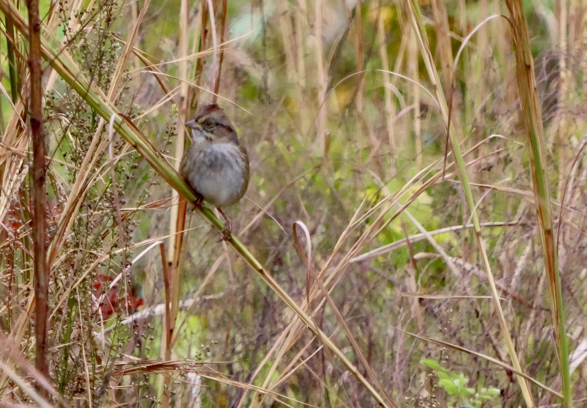 Swamp Sparrow - ML646536493