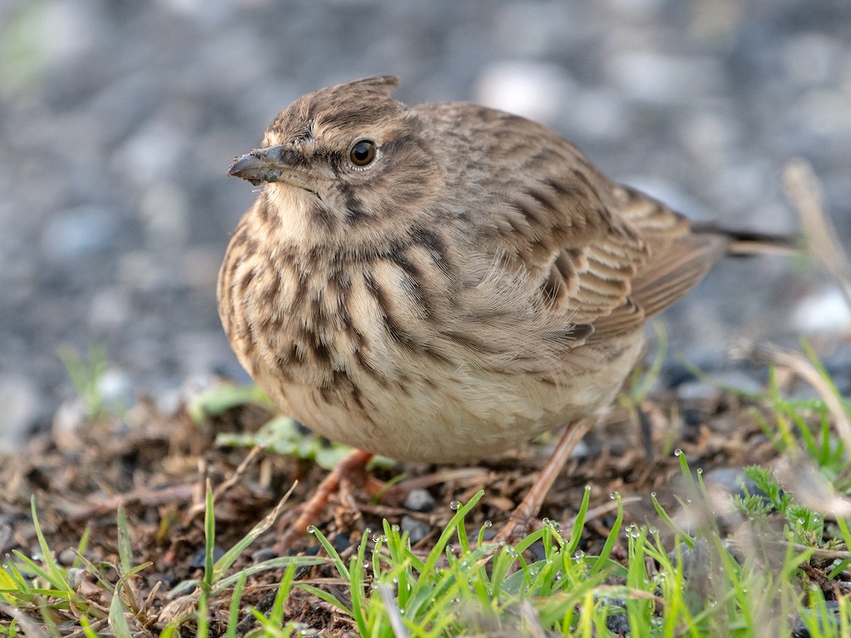 Crested Lark - ML646536494