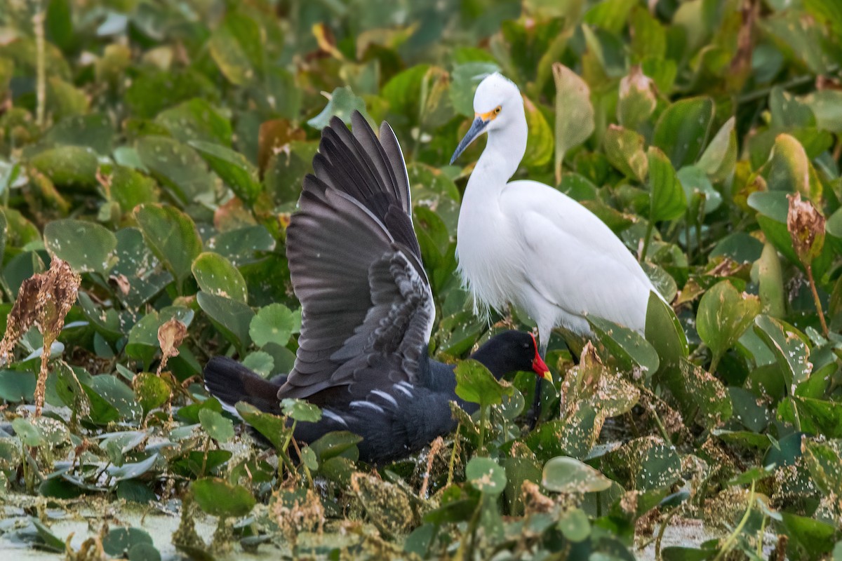 amerikasivhøne - ML646536495