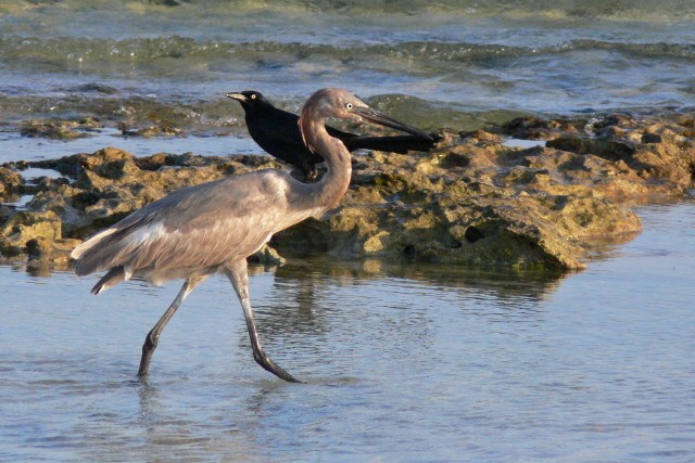 volavka červenavá - ML646536496