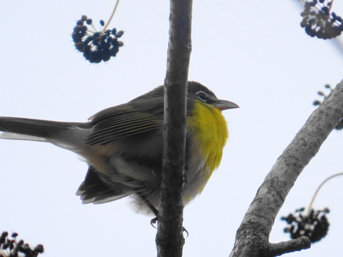 Flötenstärling - ML646536498