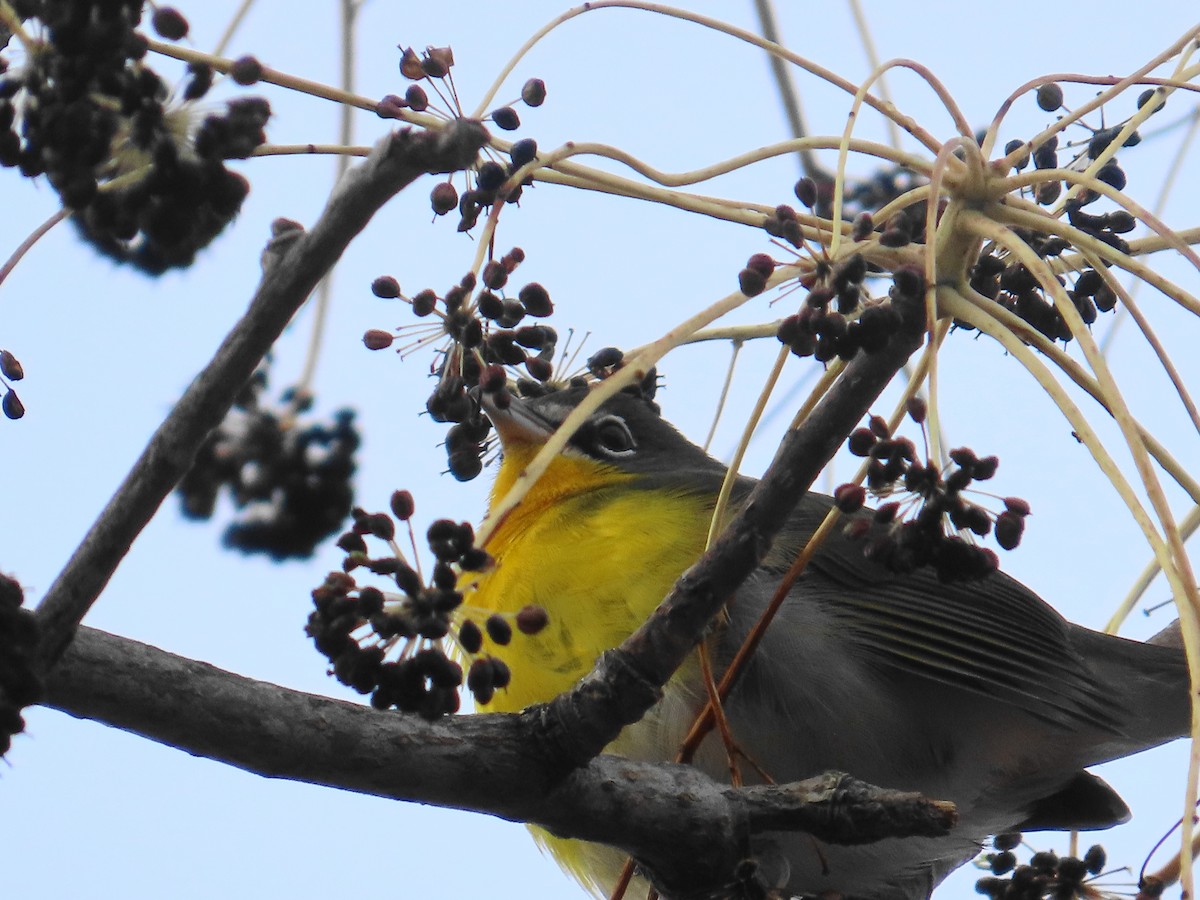 Flötenstärling - ML646536499