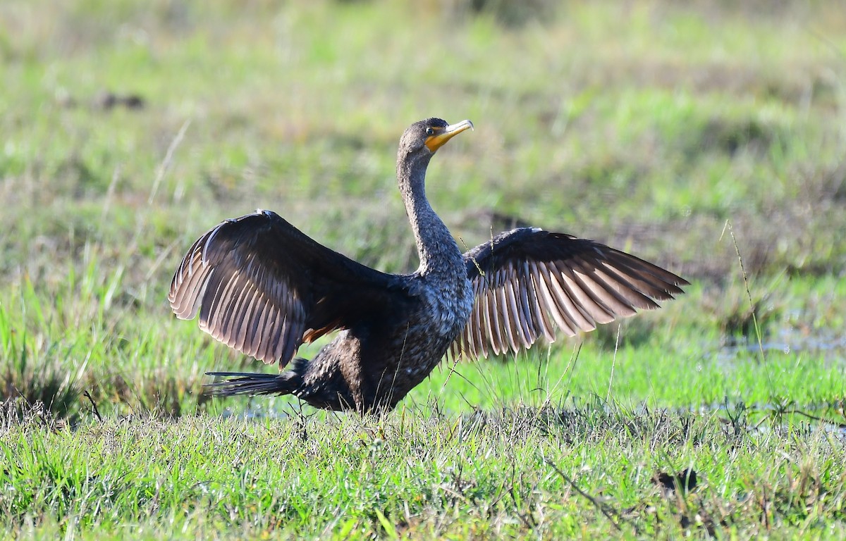 Double-crested Cormorant - ML646536500