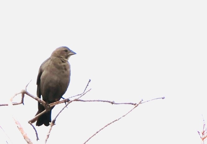 Brown-headed Cowbird - ML646536501