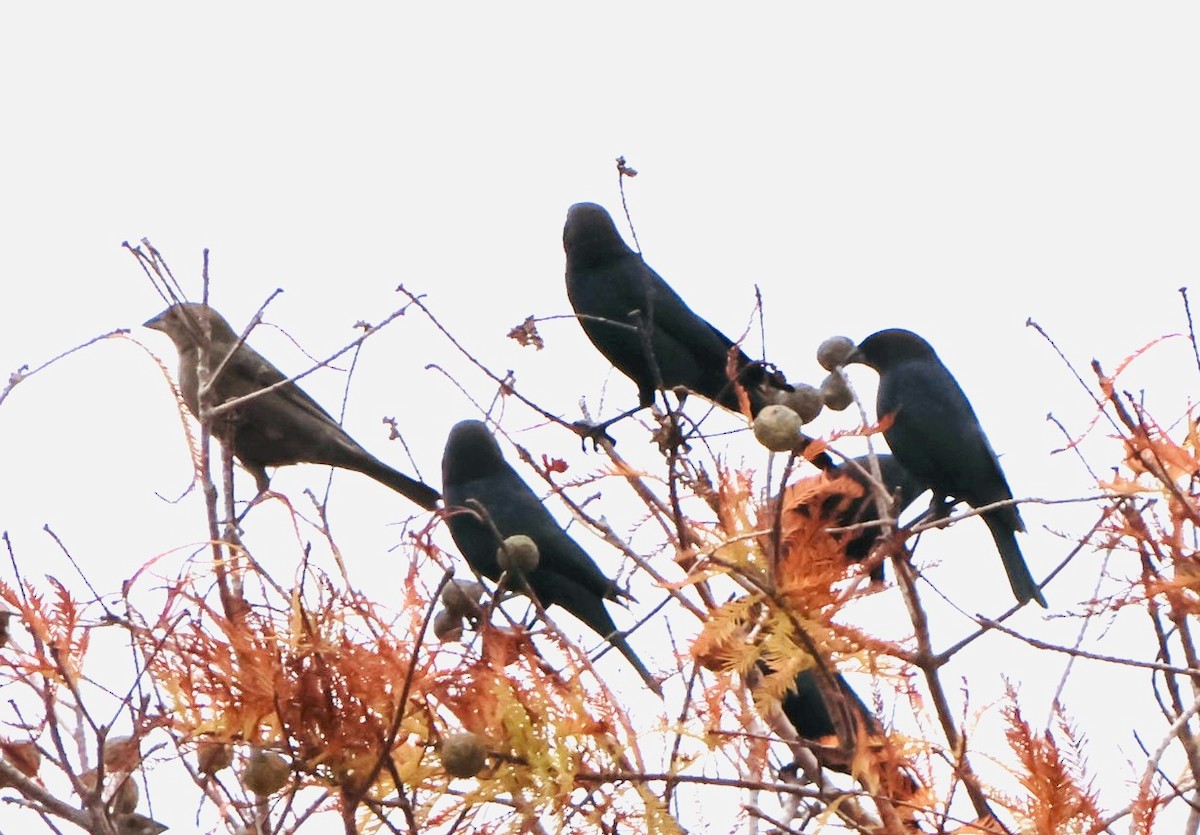 Brown-headed Cowbird - ML646536502