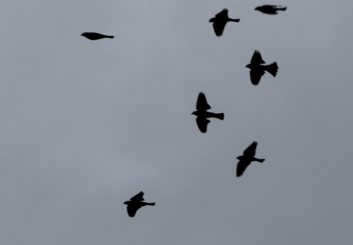 Brown-headed Cowbird - ML646536503
