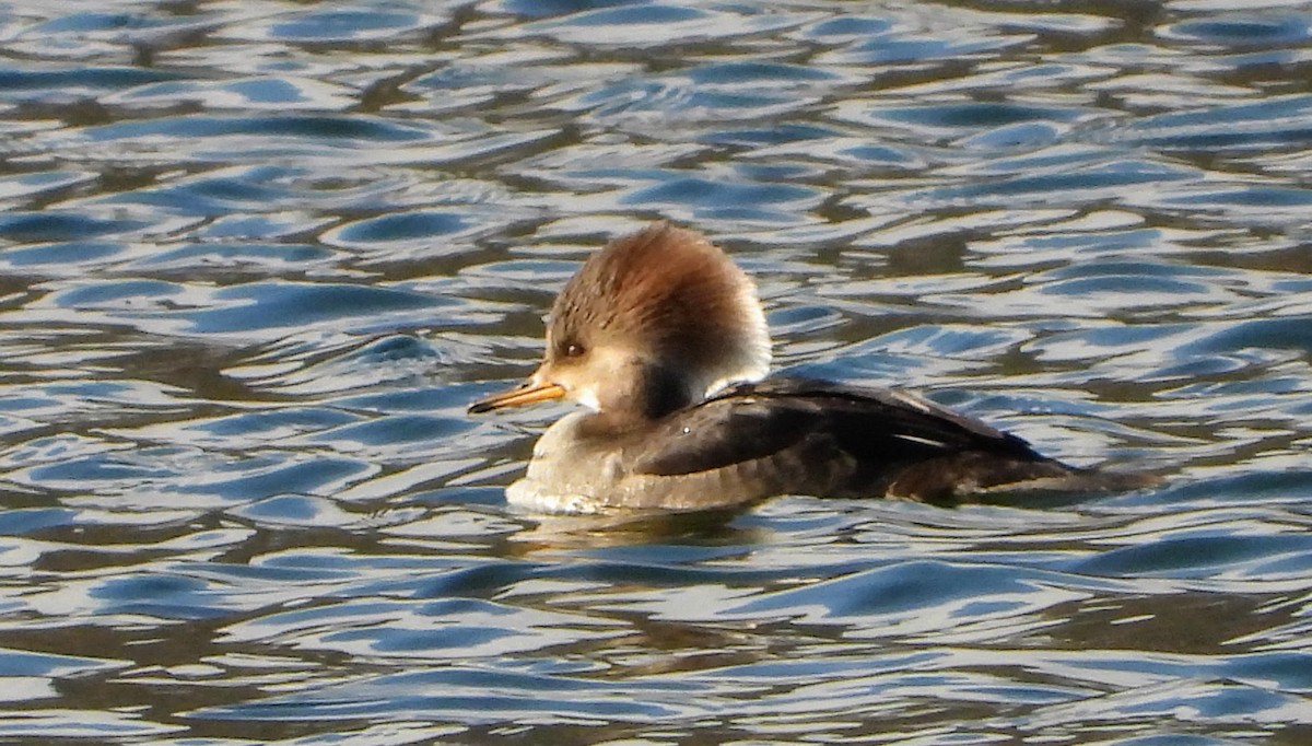 morčák chocholatý - ML646536505