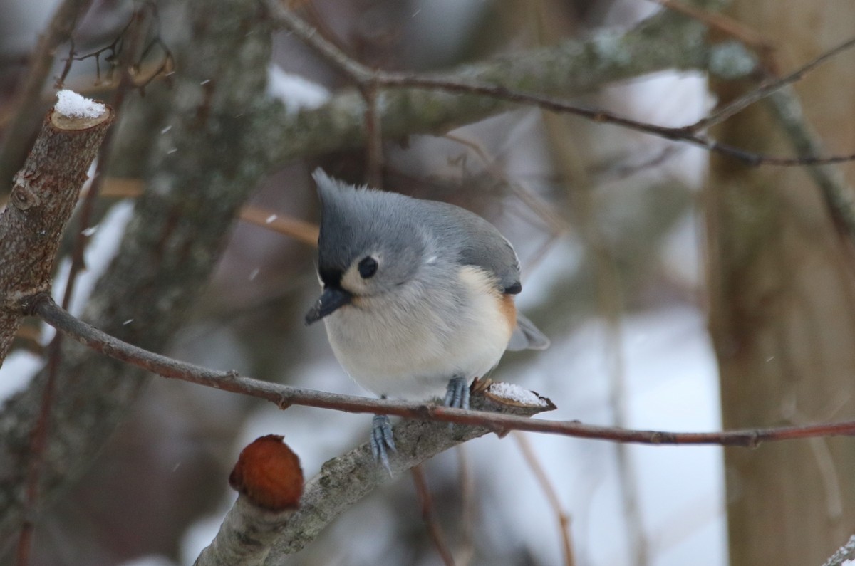 Tufted Titmouse - ML646536507