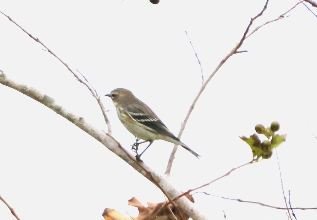 Yellow-rumped Warbler - ML646536511