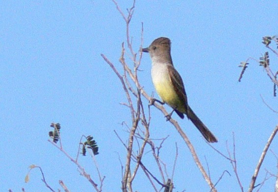 Yucatan Flycatcher - ML646536512