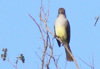 Yucatan Flycatcher - ML646536513