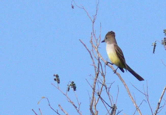 Yucatan Flycatcher - ML646536514