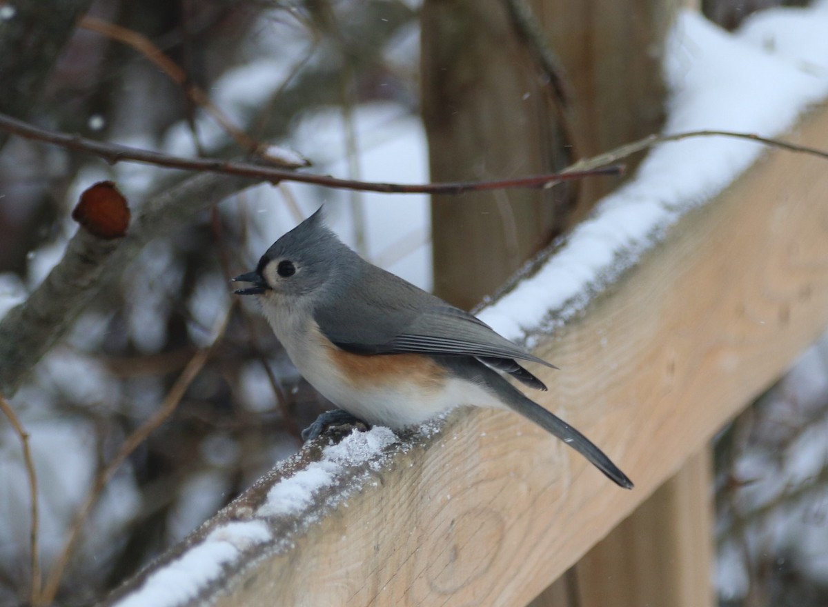 Tufted Titmouse - ML646536516