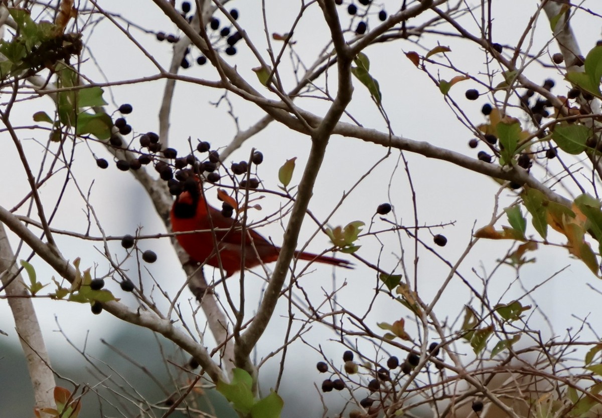 Northern Cardinal - ML646536517