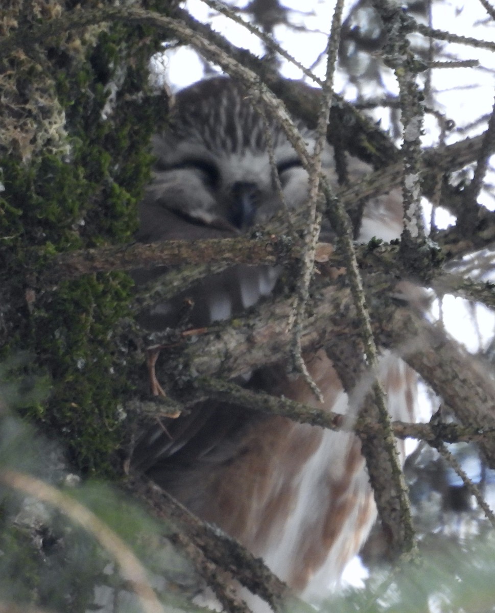 Northern Saw-whet Owl - ML646536518