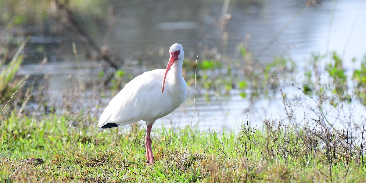 White Ibis - ML646536520