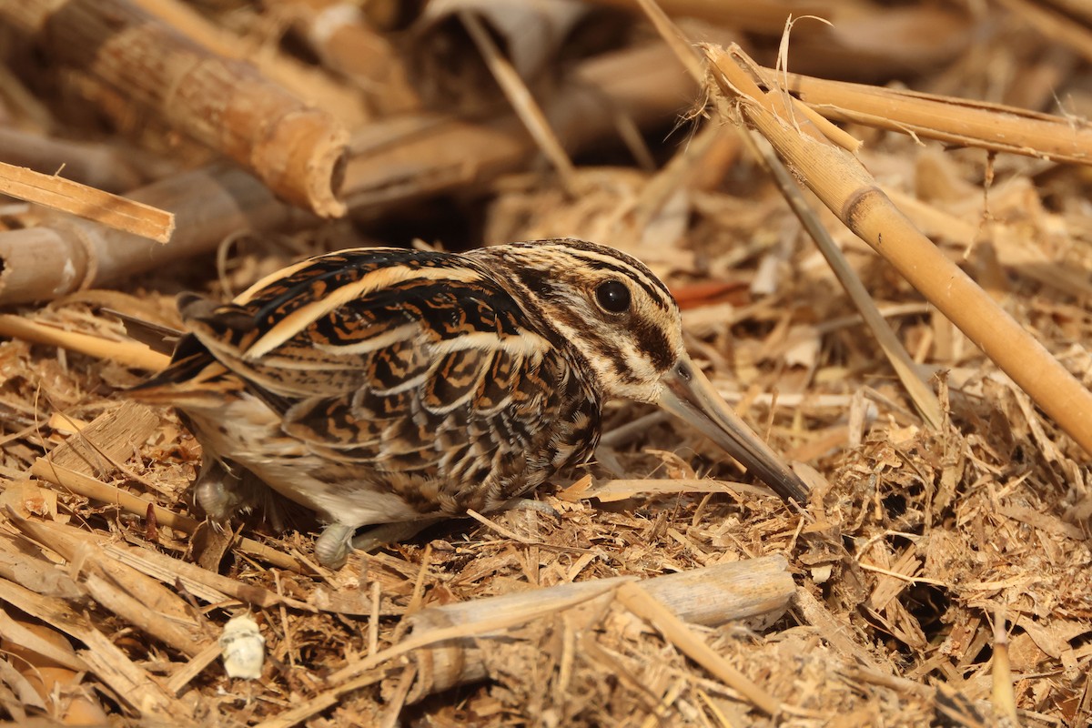Jack Snipe - ML646536522