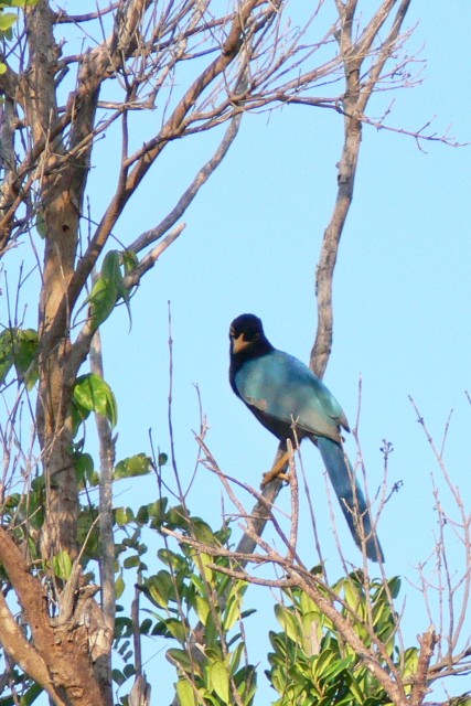 sojka yukatanská - ML646536523