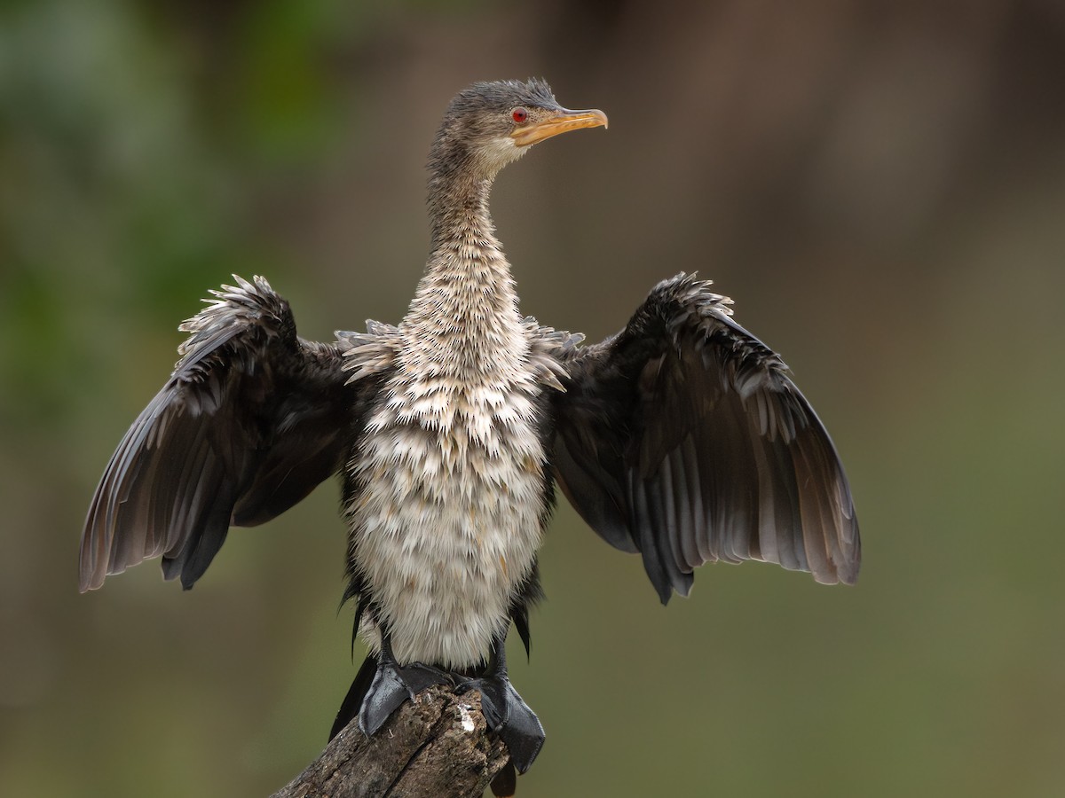 langstjertskarv - ML646536524