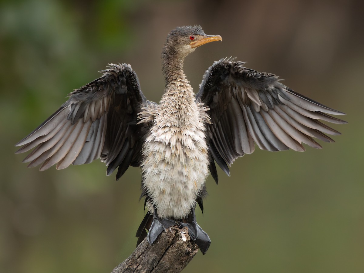 langstjertskarv - ML646536525