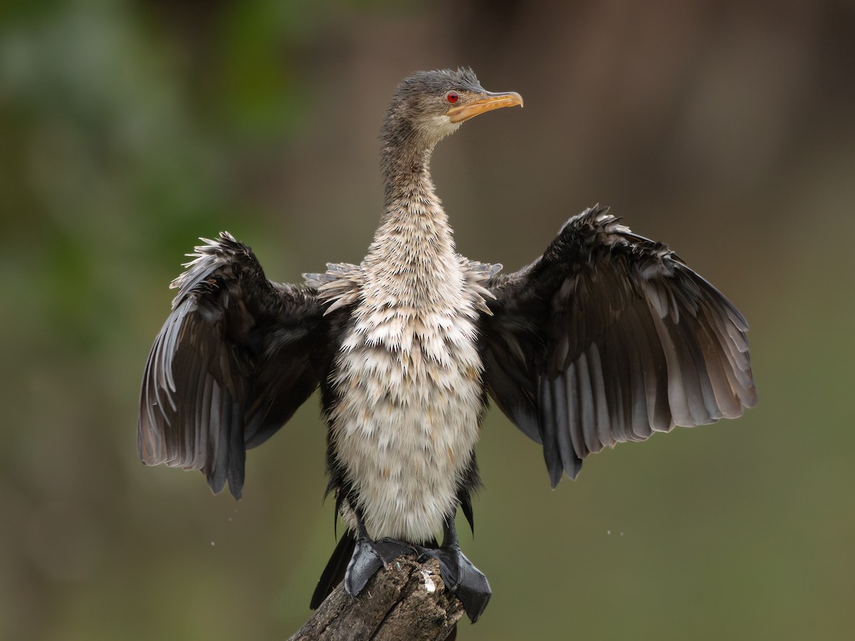 langstjertskarv - ML646536526