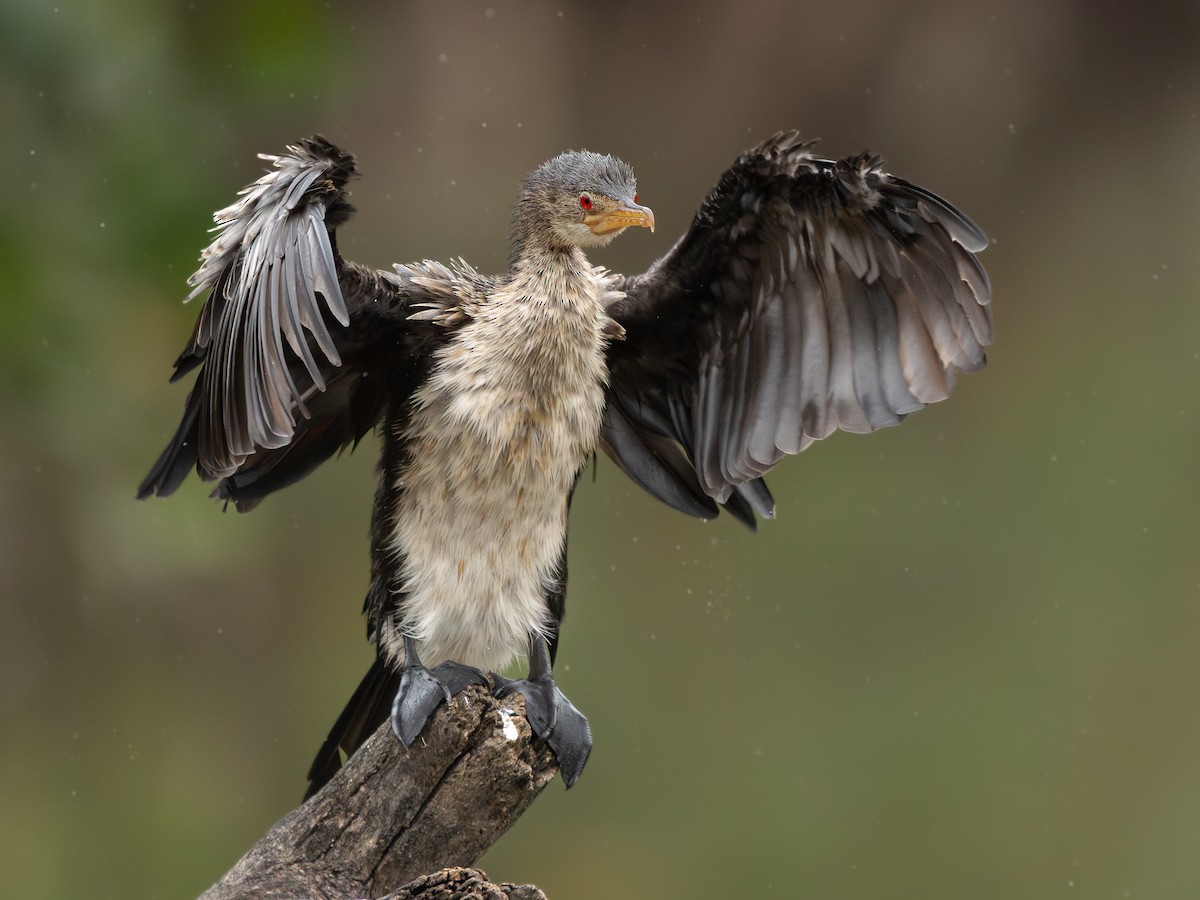 langstjertskarv - ML646536528