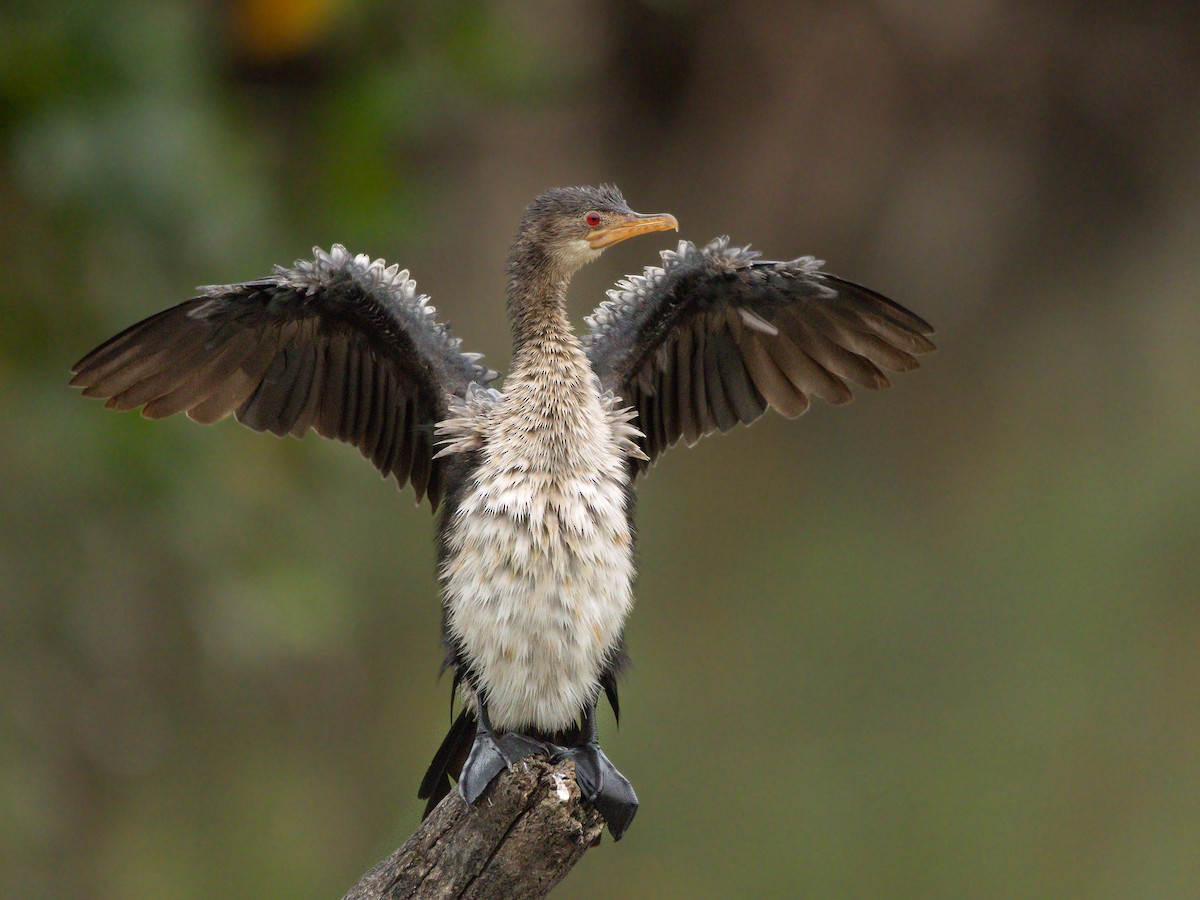 langstjertskarv - ML646536529