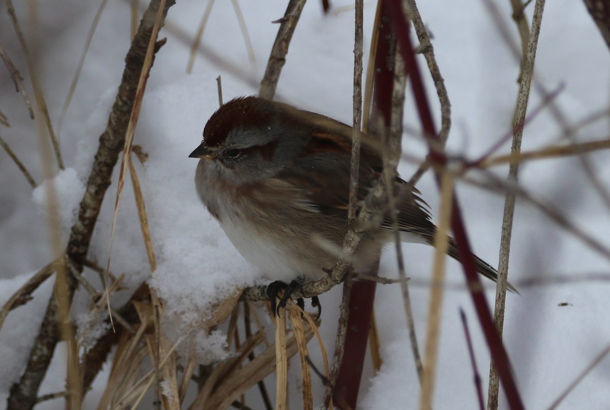 American Tree Sparrow - ML646536530