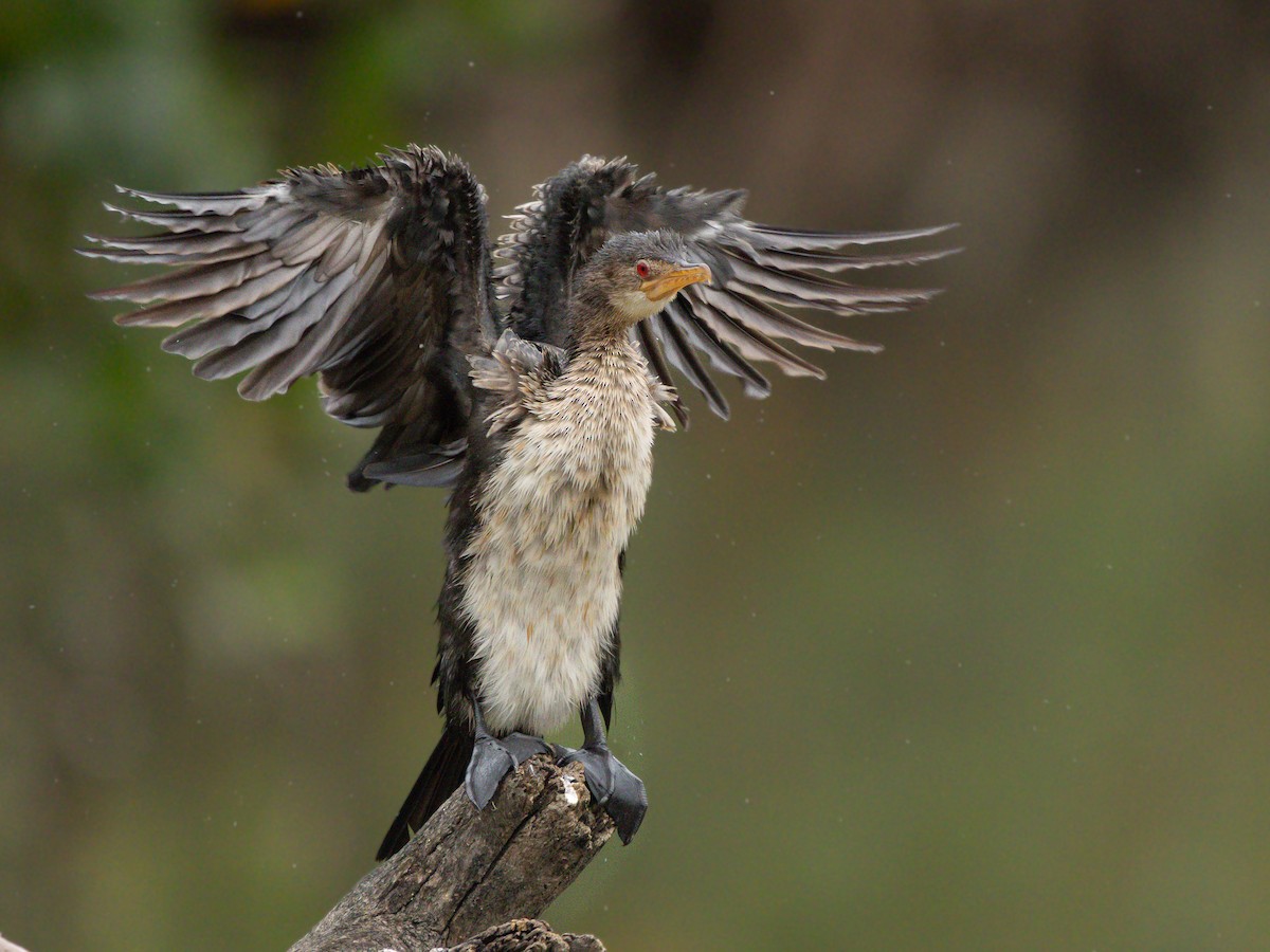 langstjertskarv - ML646536531