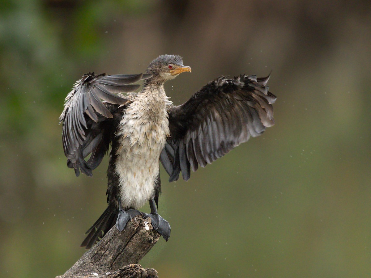 Reed Cormorant - ML646536532
