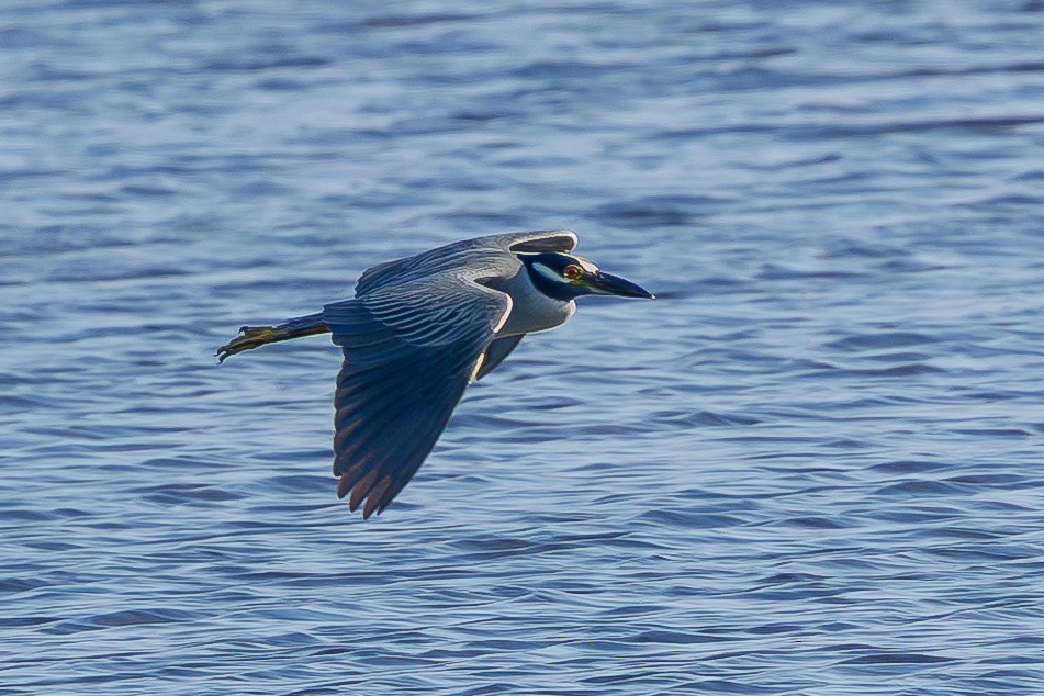 Yellow-crowned Night Heron - ML646536533