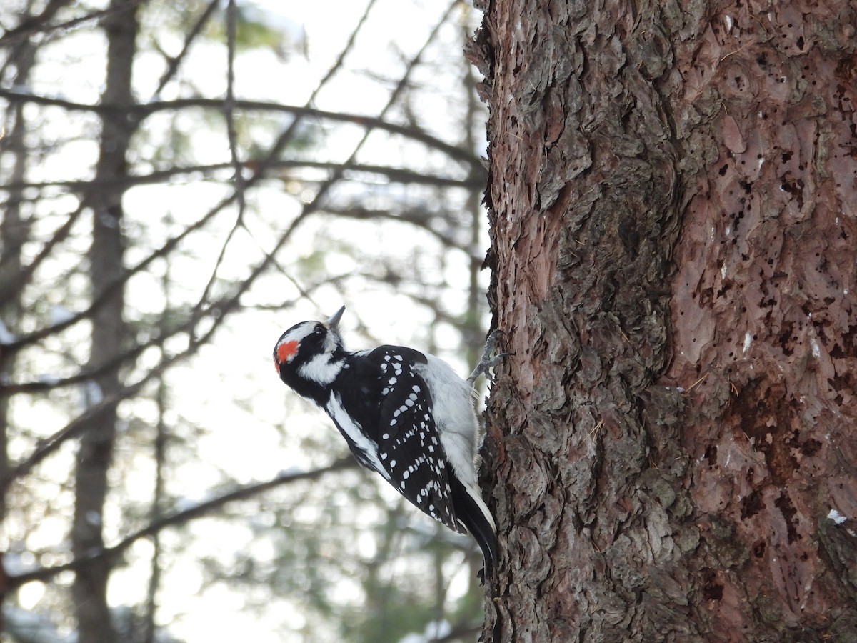 Hairy Woodpecker - ML646536534