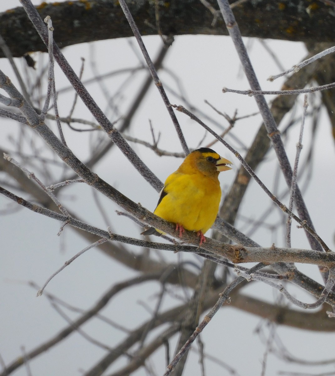 Mokolodi bekainoria - ML646536536