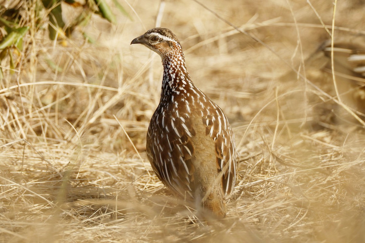 Crested Francolin - ML646536537
