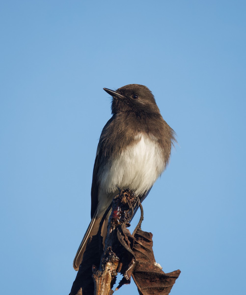 Black Phoebe - ML646536538