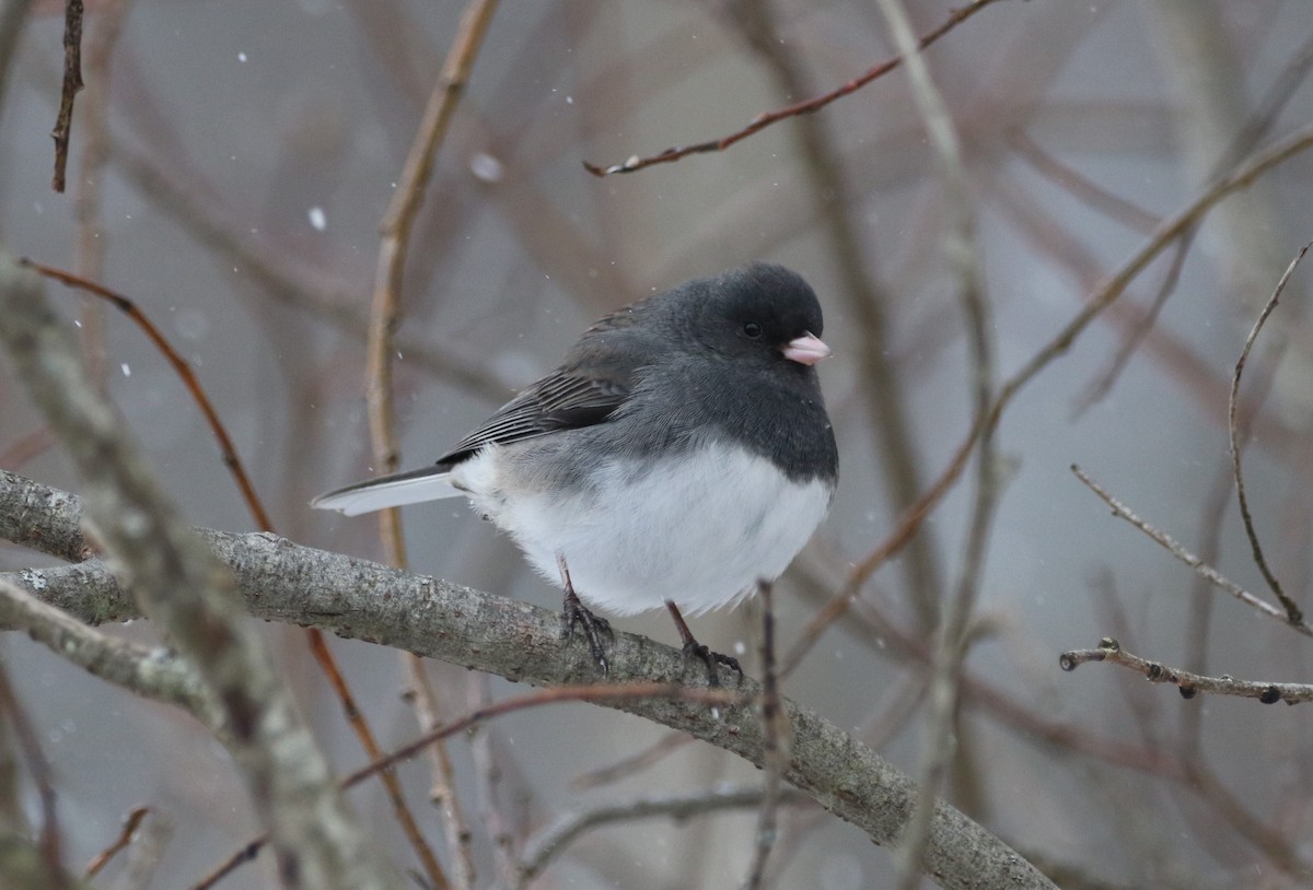 Dark-eyed Junco - ML646536540