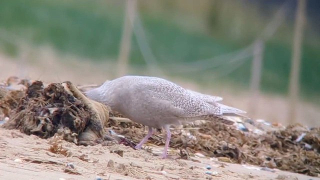 Gavión Hiperbóreo - ML646536542