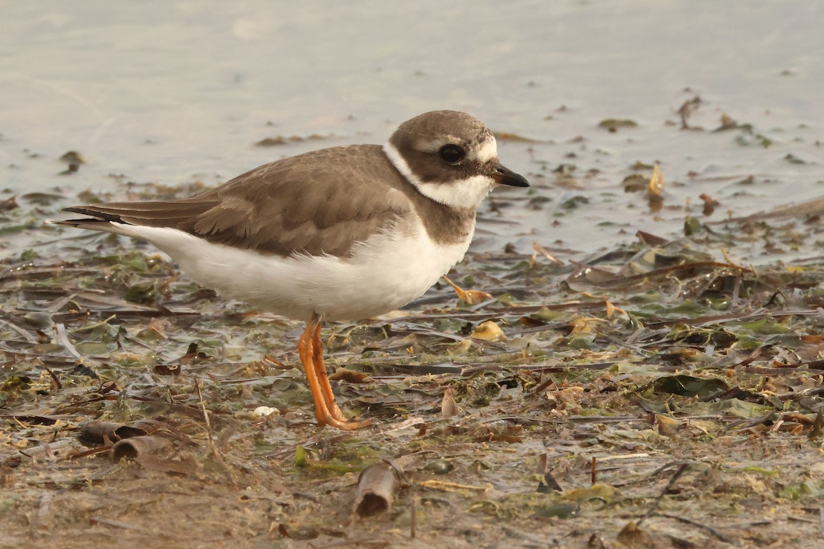 Corriere grosso - ML646536543