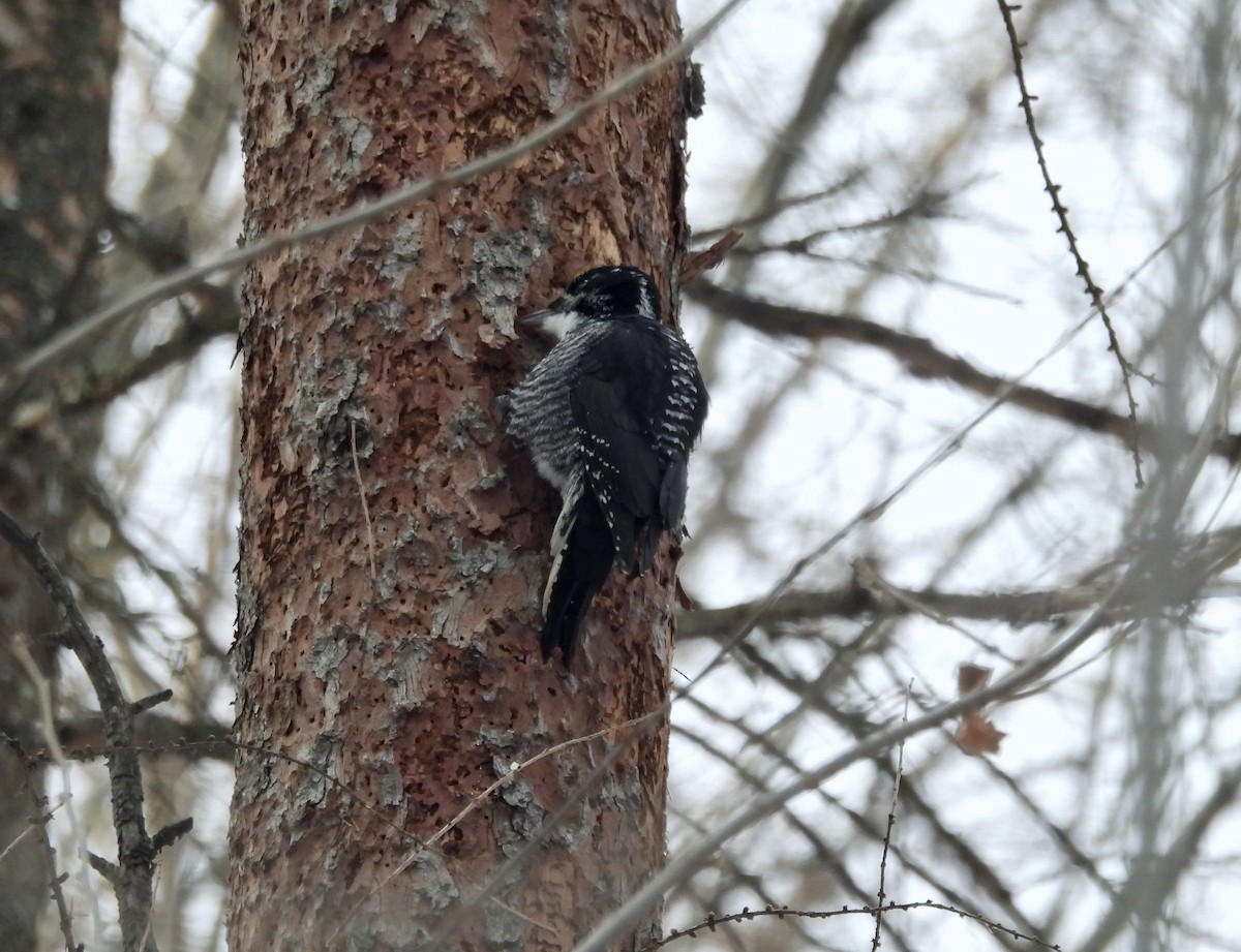 American Three-toed Woodpecker - ML646536544